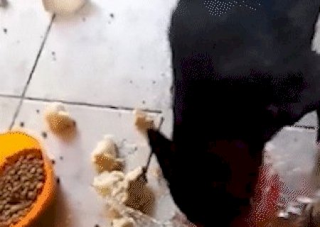 H&aacute; 2 semanas sem &aacute;gua e comida, c&atilde;ozinho &eacute; resgatado de casa pela pol&iacute;cia
