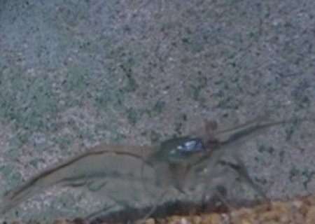 Camar&atilde;o-fantasma? Conhe&ccedil;a o novo morador do Bioparque Pantanal