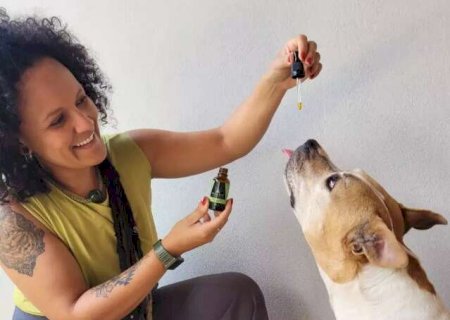 &Oacute;leo de cannabis pode livrar bichos de dores cr&ocirc;nicas e ansiedade
