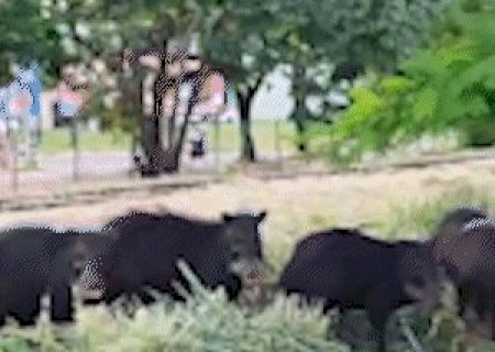 Bem plenas, queixadas s&atilde;o vistas na antiga estrada da Noroeste do Brasil