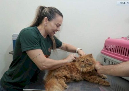 Em 12 meses, "UPA" animal atendeu 21 mil c&atilde;es e gatos da Capital