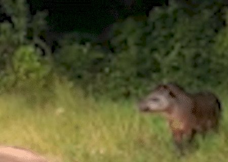 Tamanho de anta impressiona fam&iacute;lia ao passear tranquilamente por reserva