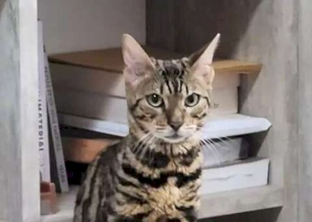 Gata reencontra tutora ap&oacute;s dois dias