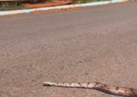 "Acho que tinha acabado de almo&ccedil;ar": jiboia impressiona ao aparecer mansa