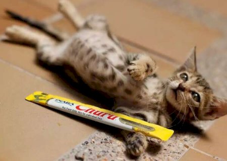Pat&ecirc; queridinho dos gatos some das prateleiras, mas receita caseira salva