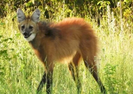 Fot&oacute;grafo se depara com lobo-guar&aacute; ao fazer caminhada: "todo elegante"