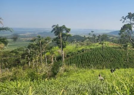 Base do tr&aacute;fico &eacute; fechada com 21 toneladas de maconha e 7 hectares plantados