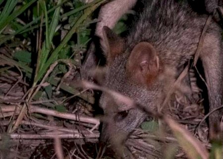 Lobinho vira sapo-cururu de barriga para cima e evita veneno das costas