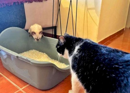 O gato abandonou a caixa de areia? Veterin&aacute;rias explicam o que fazer