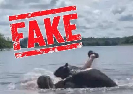 Fake: v&iacute;deo de jovem atacada por capivara n&atilde;o &eacute; em MS