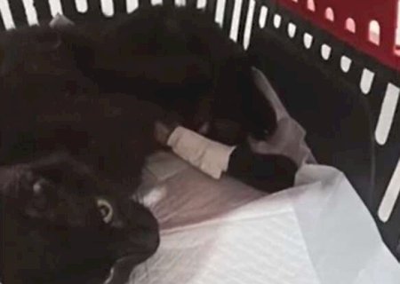 Com problema respirat&oacute;rio, gato Cl&aacute;udio precisa de R$ 5,5 mil para tratamento