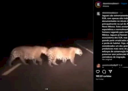 V&iacute;deo de on&ccedil;as-pintadas no Pantanal viralizam como fake news nos EUA