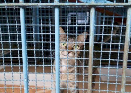 Seja cachorro ou gato, animais adultos s&atilde;o os mais dif&iacute;ceis de adotar no CCZ