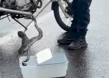 Depois da chuva, cobra sai para dar rol&ecirc; nos altos da Afonso, mas &eacute; resgatada