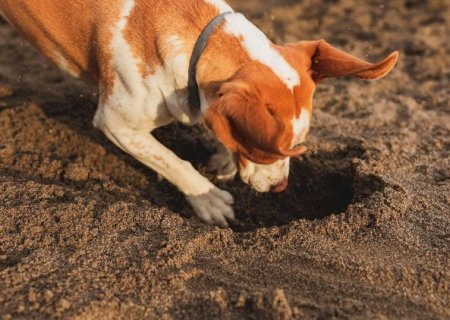 Cuidado com exageros: seu pet precisa se sujar, brincar... Ser animal