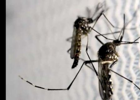 Mato Grosso do Sul registra redu&ccedil;&atilde;o de 9% nos casos de dengue em 2025