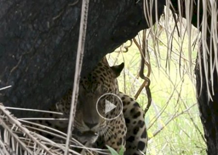 Guia tur&iacute;stico registra on&ccedil;as acasalando em safari no Pantanal