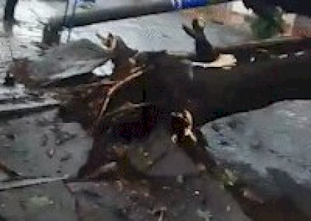 Forte temporal derruba &aacute;rvore gigante pela raiz e bloqueia rua na Vila Carvalho