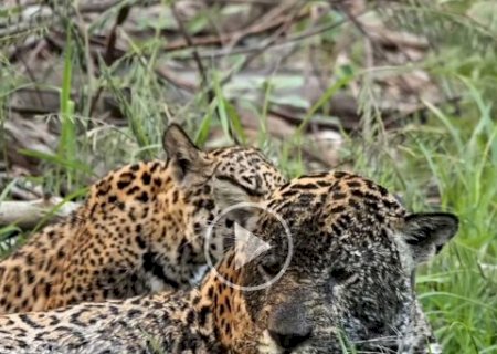 Mam&atilde;e on&ccedil;a e filhote roubam a cena durante saf&aacute;ri no Pantanal