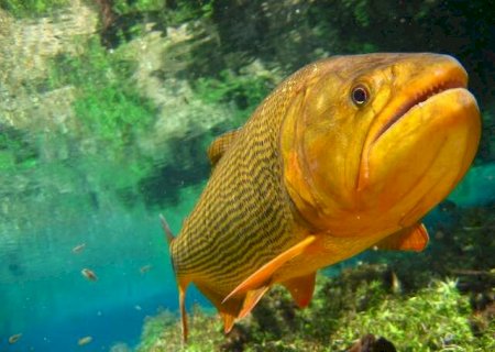 Entenda a guerra entre pescadores profissionais e esportivos pela mudan&ccedil;a na lei