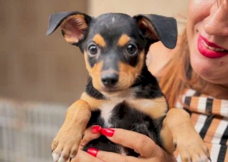 Feira de ado&ccedil;&atilde;o chega a shopping com 40 pets adultos e filhotes