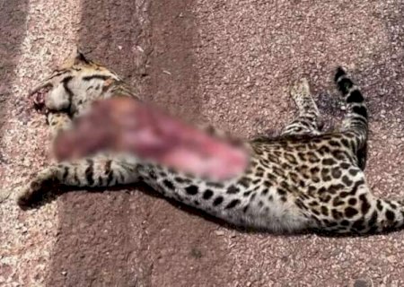 Jaguatirica &eacute; segunda v&iacute;tima de acidente na BR-262 em 14 dias