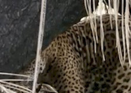 &ldquo;Amor&rdquo; de on&ccedil;as no Pantanal &eacute; o v&iacute;deo mais visto da semana