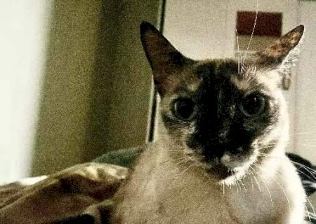 Mudan&ccedil;a de endere&ccedil;o confunde gatinha, que desaparece na Vila Piratininga