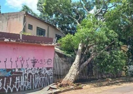 Mesmo pedindo ajuda, tapeceiro v&ecirc; arvore cair e causar grande preju&iacute;zo