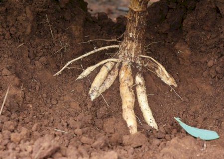 Praga atinge lavouras de mandioca no norte do pa&iacute;s e acende alerta em MS
