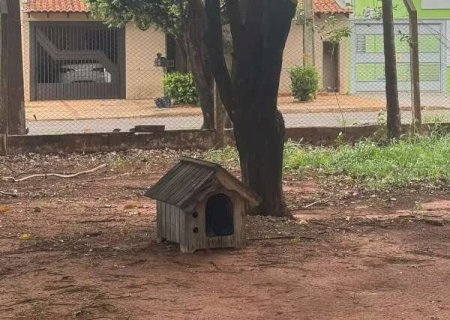 Ap&oacute;s perder ado&ccedil;&atilde;o, cachorro ganha casa para se abrigar