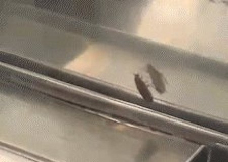 Barata &eacute; vista dentro de estufa de salgados na cantina do Instituto Federal