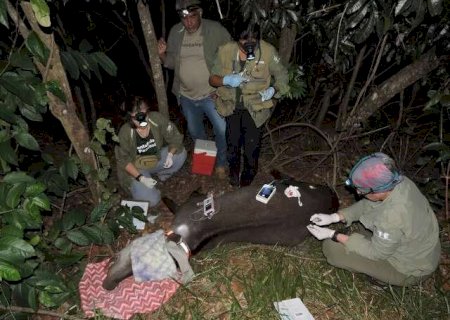 Anta "Duro-de-Matar" j&aacute; escapou de maldade, mas n&atilde;o resistiu ao atropelamento