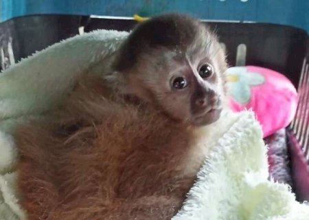Filhote de macaco-prego &eacute; socorrido por populares e passa por reabilita&ccedil;&atilde;o