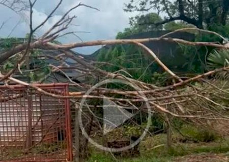 Ap&oacute;s segundo galho cair, advogado teme que &aacute;rvore despenque por completo