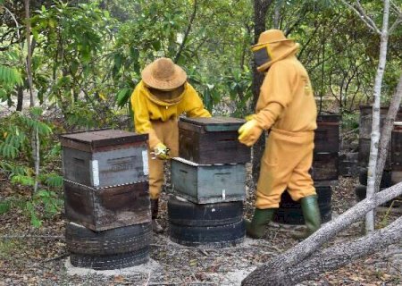 Projeto cria guia de conviv&ecirc;ncia entre apicultores e tatus-canastra