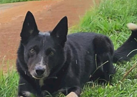Mesmo perdida, conex&atilde;o de Nala com Valiane levou a reencontro at&eacute; no hospital