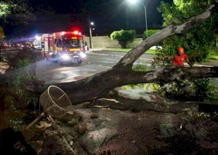 Temporal em Campo Grande derrubou ao menos duas &aacute;rvores na regi&atilde;o central