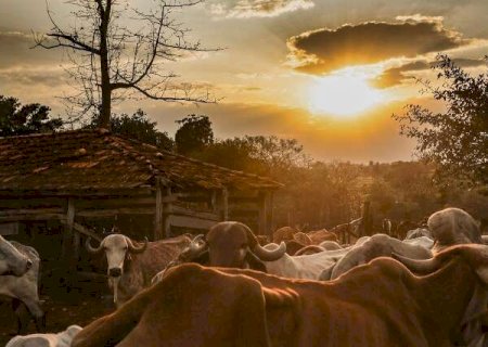 Em MS, para cada habitante h&aacute; 6 cabe&ccedil;as de gado