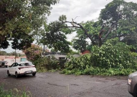 Ventos de 37,4 km/h derrubaram &aacute;rvores em quatro bairros na Capital