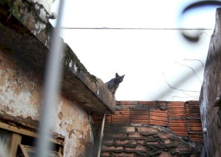 Morando em local que ser&aacute; demolido, Pantera e outros gatinhos precisam de um lar