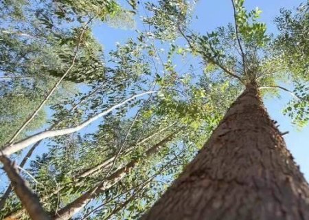 Prefeitura de Tr&ecirc;s Lagoas perde disputa milion&aacute;ria contra empresa de celulose