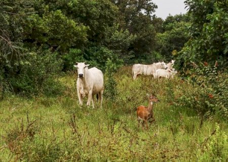 Oito propriedades de MS ser&atilde;o piloto do projeto Fazenda Pantaneira Sustent&aacute;vel
