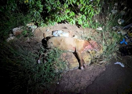 Pitbulls soltos em pra&ccedil;a s&atilde;o mortos a tiros ap&oacute;s atacar morador