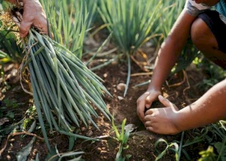 Desenrola rural prev&ecirc; descontos de at&eacute; 96% em d&iacute;vidas de agricultores