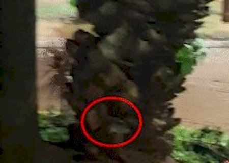 Ratazanas s&atilde;o flagradas escalando &aacute;rvore na Pra&ccedil;a Ary Coelho