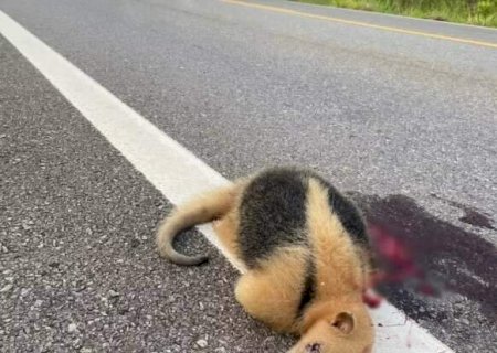 Estudo mostra que animais morrem atropelados a 11 metros de t&uacute;neis de travessia