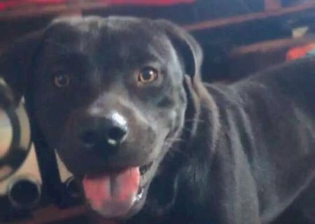 &ldquo;Membro da nossa fam&iacute;lia&rdquo;: Tutor procura cachorro que fugiu h&aacute; seis dias