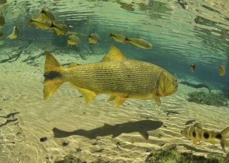 Enquanto nova lei n&atilde;o sai, deputado pede prorroga&ccedil;&atilde;o da pesca do dourado