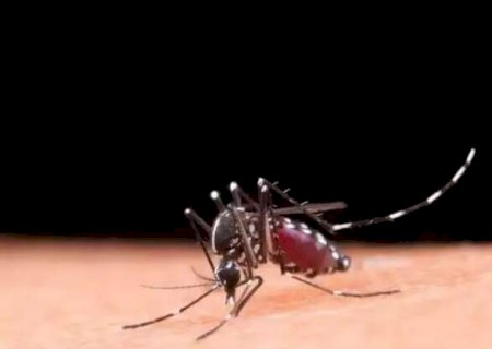 Ap&oacute;s 1&ordf; confirma&ccedil;&atilde;o, MS tem duas mortes suspeitas de dengue